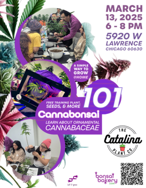 Cannabonsai 101 @ The Catalina Plant Co.